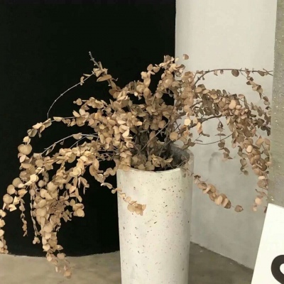 兽设沙漠场景设计福瑞群